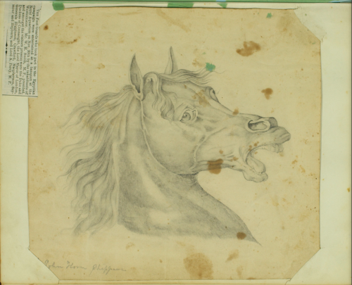 The Pained Face Horse